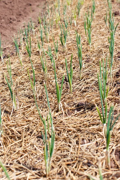 Onions Grown Soil — Stock Photo, Image