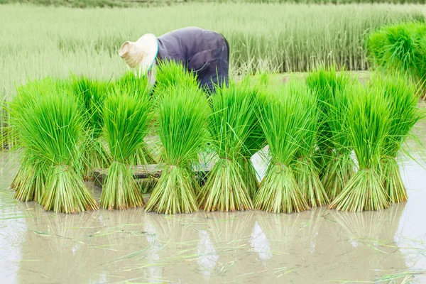 田んぼの稲の苗 — ストック写真
