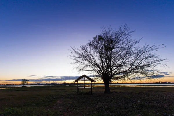 Trees Black Dawn Detail Background Silhouette — Stock Photo, Image