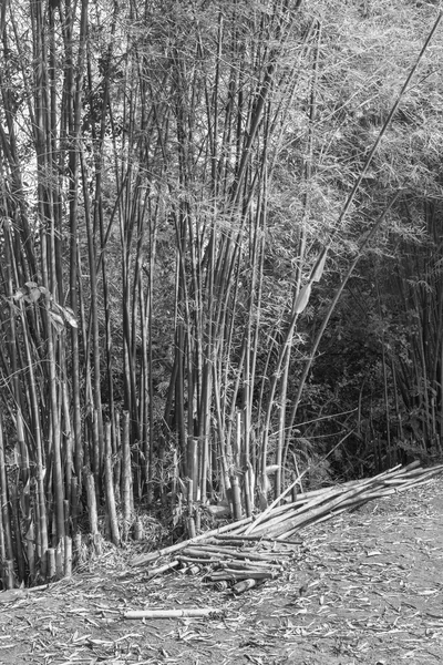 The bamboo grove nature art