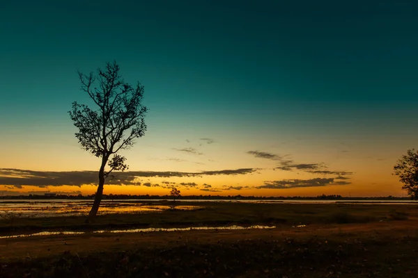 Trees Black Dawn Detail Landscape Silhouette — Stock Photo, Image