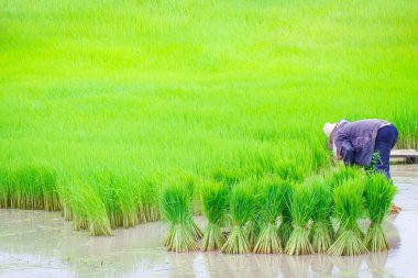 Tayland çiftçilerin pirinç çalışma dikim