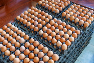 yumurta paneli closeup detay gıda 