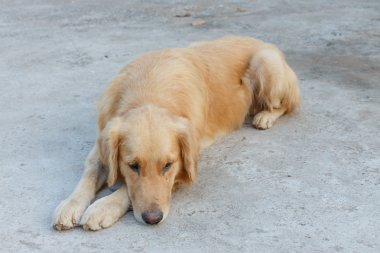 köpek ayrıntı hayvan evde beslenen hayvan sanat