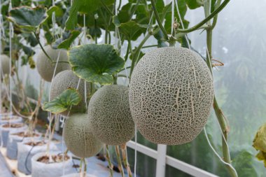 Kavun olgun ağaçlar ile.