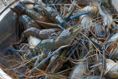 Detay karides yemek için bekliyor 