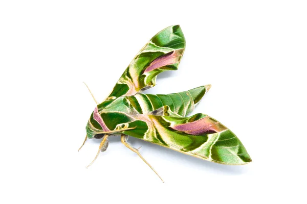 Nachtvlinder Guard Maand Wraps Oleander Hawk Moth — Stockfoto