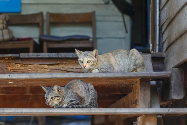 แมวบนบ นไดส ยงแท — ภาพถ่ายสต็อก