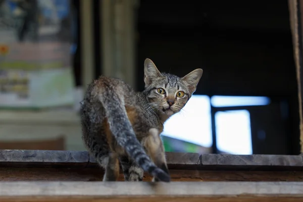 Gatos Escadas Detalhe Animal Estimação Arte — Fotografia de Stock