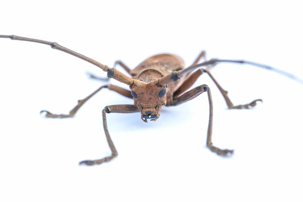 彼の昆虫のクローズ アップの詳細動物 — ストック写真