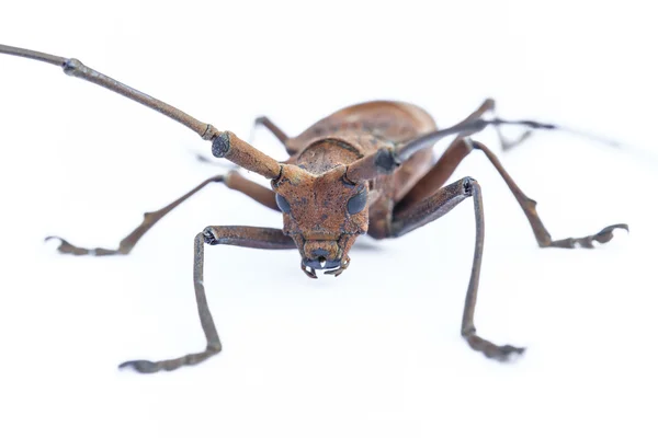 Hij Insecten Close Detail Geïsoleerd Dier — Stockfoto