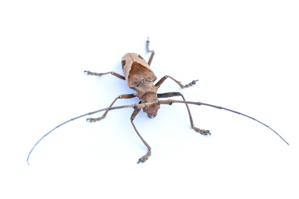 Insects Closeup Detail Animal — Stock Photo, Image