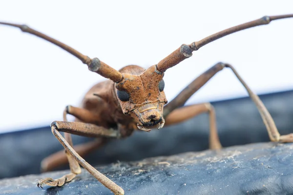 Han Insekter Närbild Detalj Djur Konst — Stockfoto