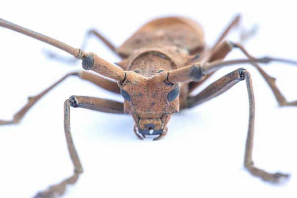 Han Insekter Närbild Detalj Isolerade Djur — Stockfoto