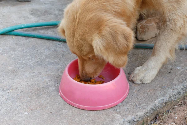 Cão Comer Close Detalhe Animal — Fotografia de Stock
