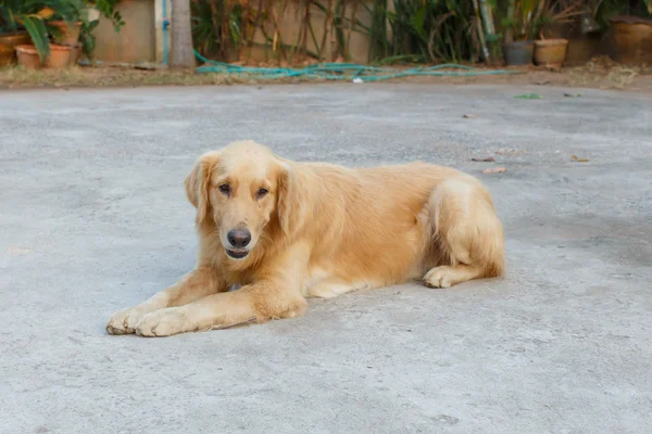 Hond Close Detail Dierlijke Huisdier — Stockfoto