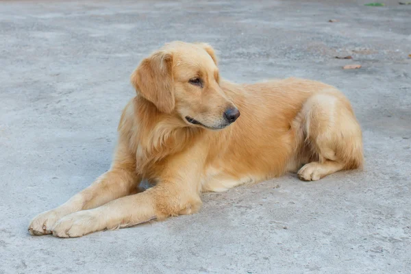 Dog Detail Animal Pet — Stock Photo, Image