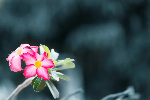 ピンクの花詳細自然アート — ストック写真