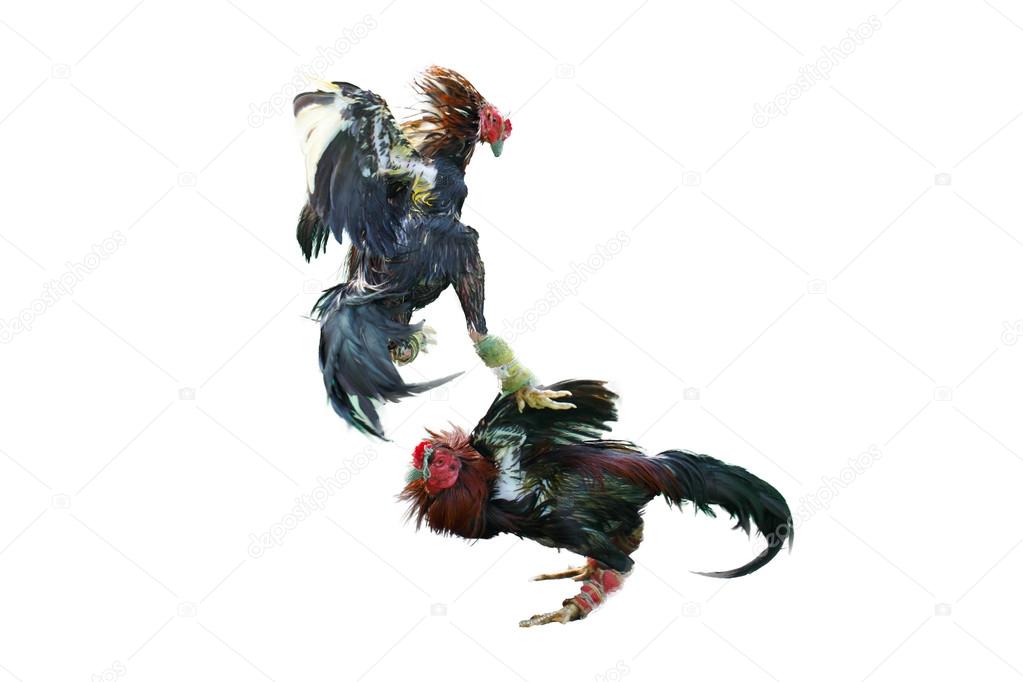 Gamecocks lucha animal fotografía de stock