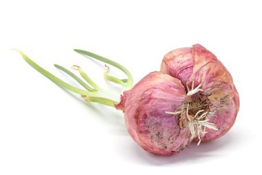 Arpacık, beyaz arka plan closeup ayrıntı sebze