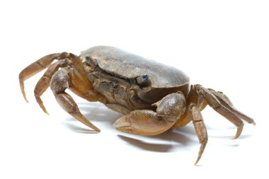 bir beyaz arka plan detay hayvan yengeç 