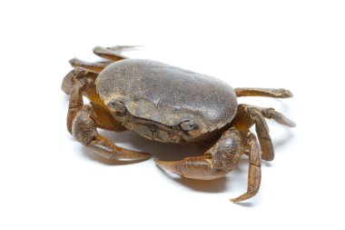 bir beyaz arka plan detay üzerinde Yengeç