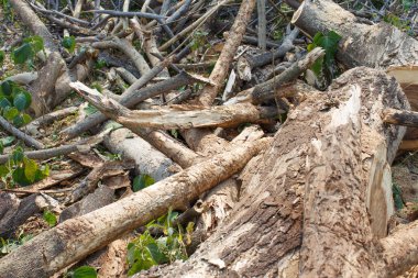 Ahşap kesme detay doğa nesne
