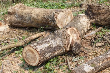 Ahşap kesme portre ayrıntı nesne 