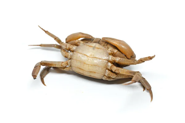 Krab Een Witte Achtergrond Detail Dier — Stockfoto