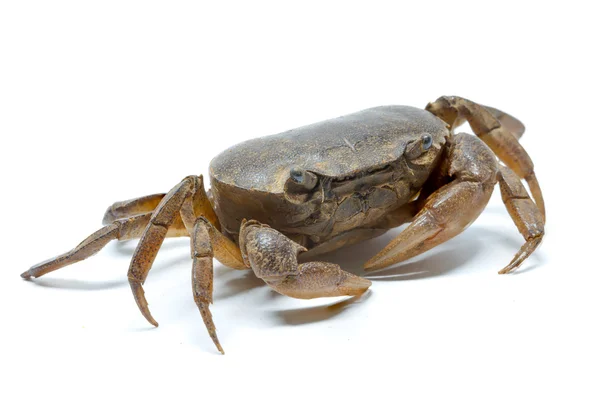 Krabba Vit Bakgrund Detalj Djur Konst — Stockfoto