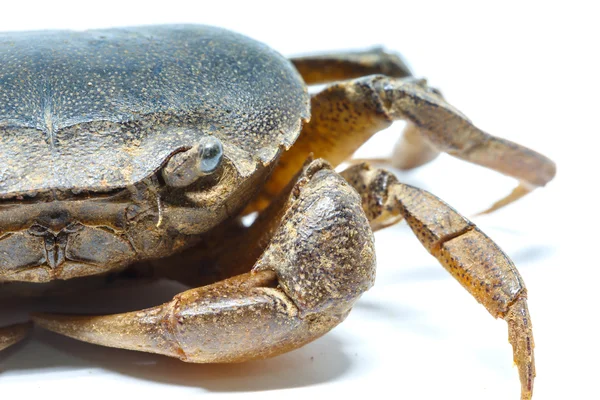 crab on a white background closeup animal art
