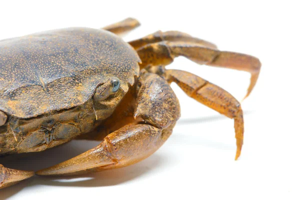 Krab Een Witte Achtergrond Close Dier — Stockfoto