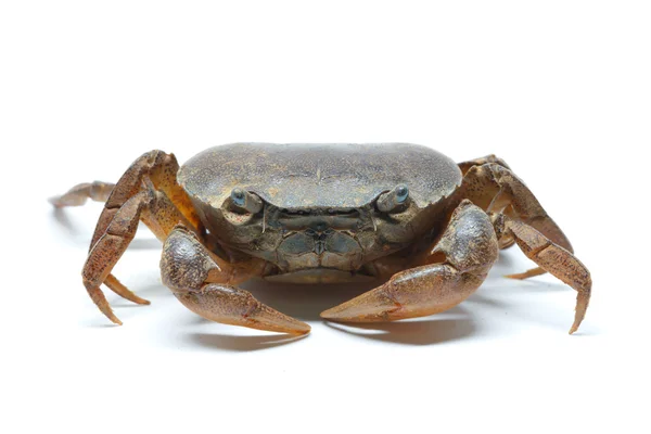 Krab Een Witte Achtergrond — Stockfoto