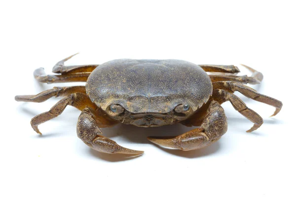 Crab White Background Detail Isolated — Stock Photo, Image