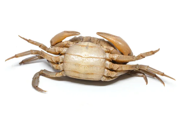 螃蟹在白色背景细节动物 — 图库照片