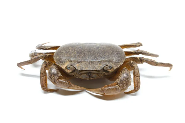 Krab Een Witte Achtergrond Detail Dier — Stockfoto