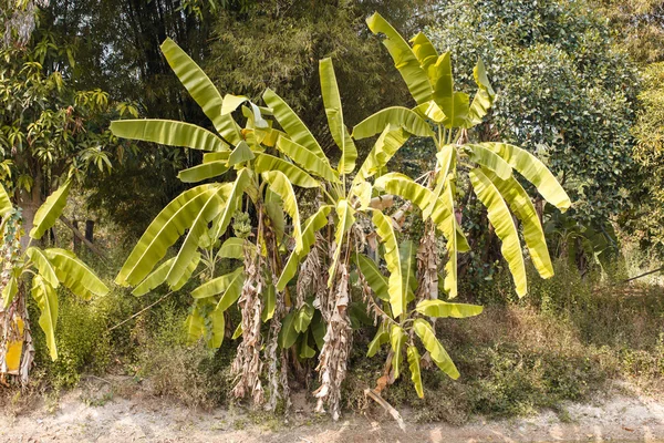 Árbol Plátano Detalle Primer Plano Naturaleza —  Fotos de Stock