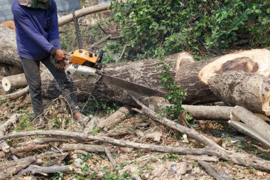 Logger kesme ağaçlar detay çalışmaları