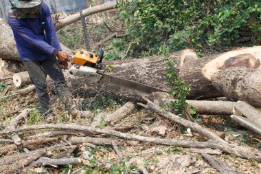 Logger kesme ağaçlar closeup detay çalışmaları