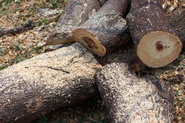 Ahşap kesme portre detay doğa