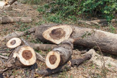 Ahşap kesme detay doğa nesne