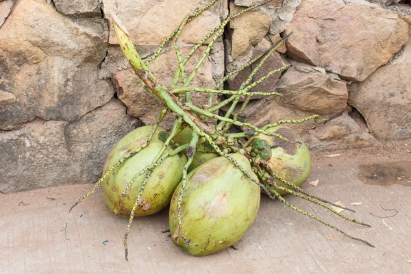 Die Kokosnuss Die Keine Hülle Hat — Stockfoto