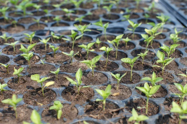 Arbolado Primer Plano Detalle Naturaleza Fondo — Foto de Stock