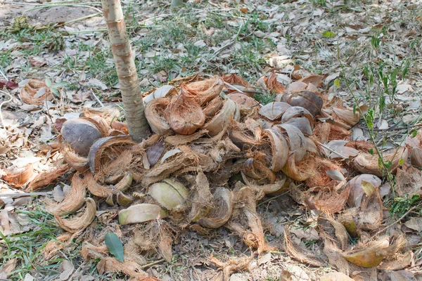 Hindistan cevizi kabuğu detay doğa 