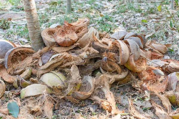 Kokosowe Powłoki Szczegóły Obiektu Natura — Zdjęcie stockowe