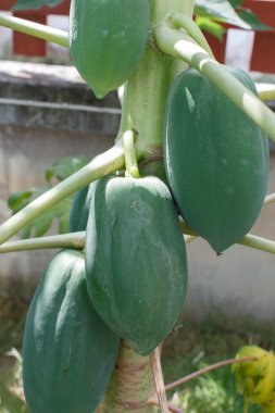 Papaya ağacını closeup ayrıntı meyveyi 