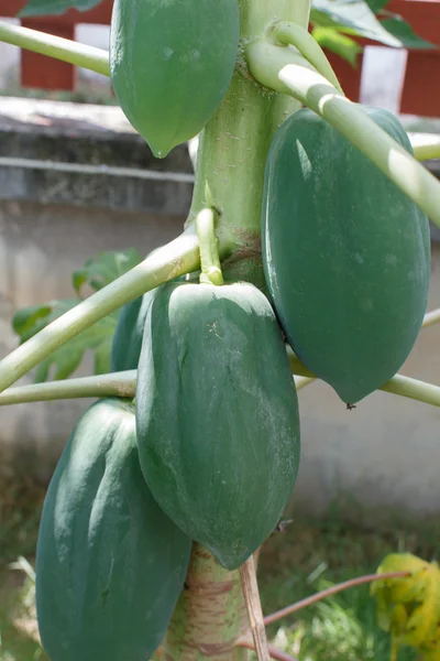 Holen Sie Sich Die Papaya Baum Nahaufnahme Detail Frucht — Stockfoto