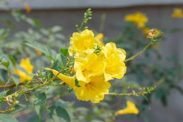 Flores Amarillas Primer Plano Detalle Naturaleza Fondo — Foto de Stock