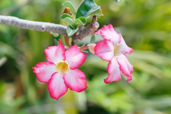 Růžový Květ Detailní Detaily Přírody Pozadí — Stock fotografie