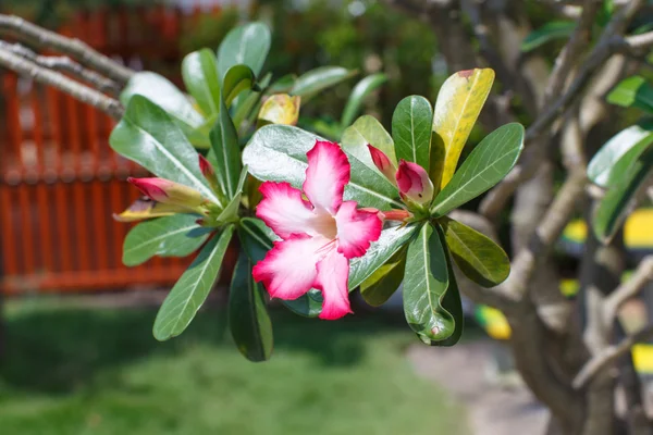 Rosa Flores Detalle Primer Plano Naturaleza — Foto de Stock